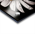 Petal Perspective 44 - Macro Floral Art Prints Acrylic print