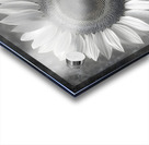 Sunflower Selfie 17 - Sunflower Portrait Art Prints Acrylic print