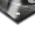 Ambush - Orca Wildlife Art Prints Acrylic print