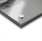 Apex Predator – Bear Portrait Art Print Acrylic print