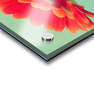 Sunlit Gerberas – Modern Botanical Art Print Acrylic print