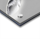 Loud and Clear – Fennec Fox Portrait Print Acrylic print