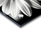 Echo in Silence – Monochrome Bloom Print Acrylic print