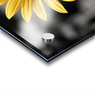 Golden Solitude – Single Yellow Daisy Print Acrylic print