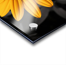 Lone Glow – Yellow Sunflower on Black Print Acrylic print