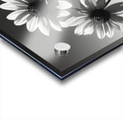 Soulful Blooms – Black & White Sunflower Art Print Acrylic print