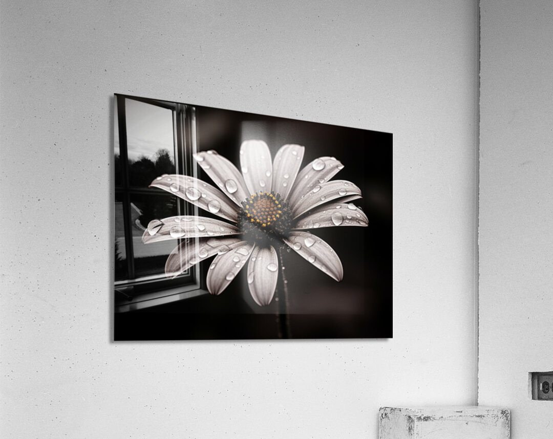 Petal Perspective 44 - Macro Floral Art Prints Acrylic Print