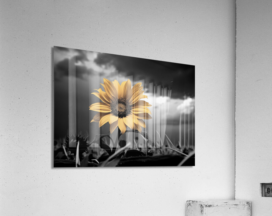 Helianthus Paradoxus - Sunflower Portrait Art Prints Acrylic Print