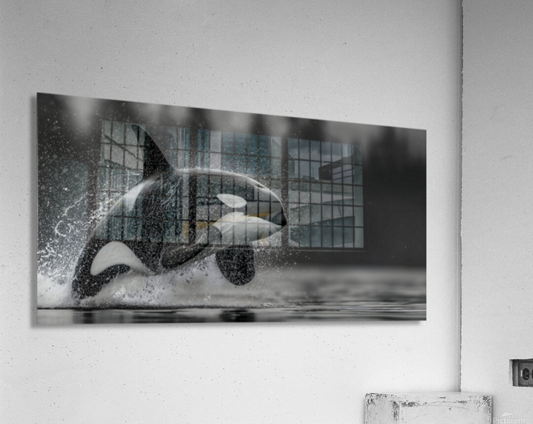 Ambush - Orca Wildlife Art Prints Acrylic Print