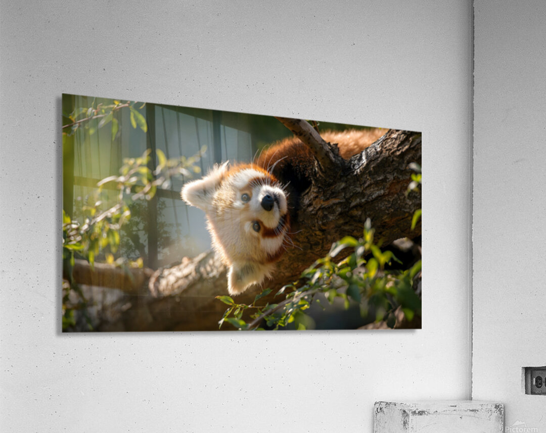 Forest Acrobat – Red Panda Print Acrylic Print