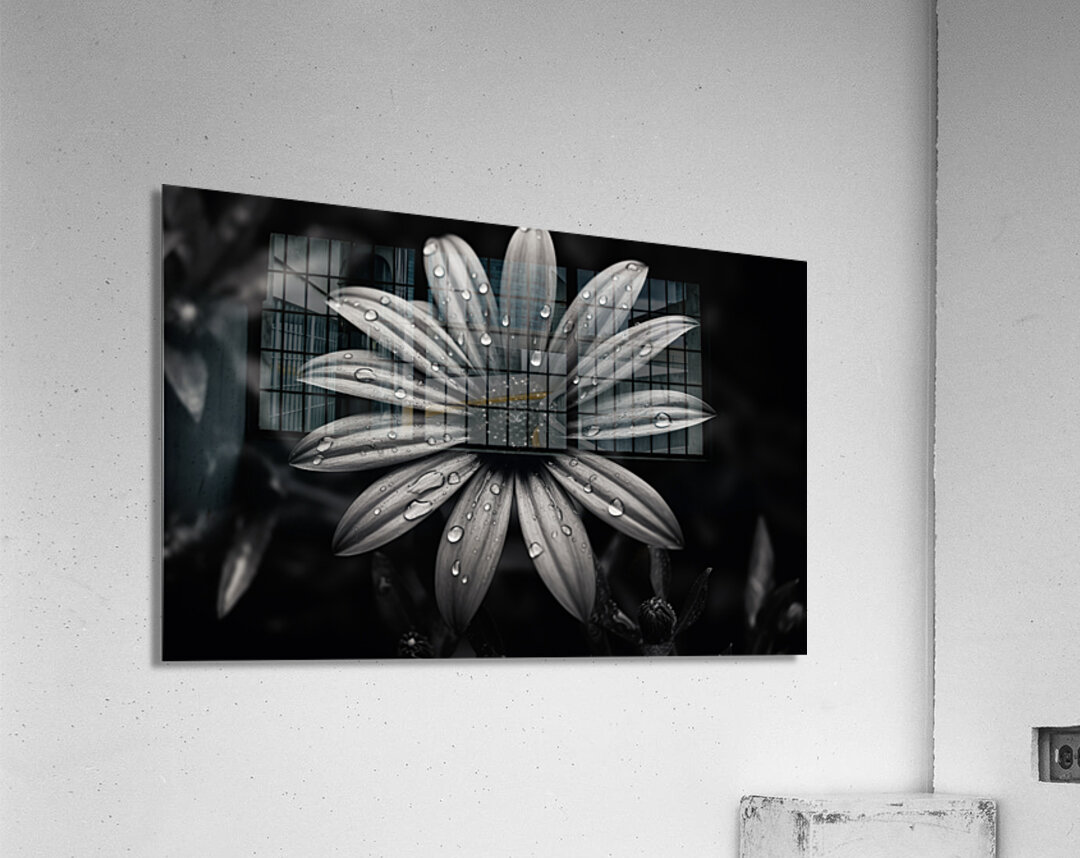 Ashlight Bloom – Monochrome Petal Elegy Print Acrylic Print