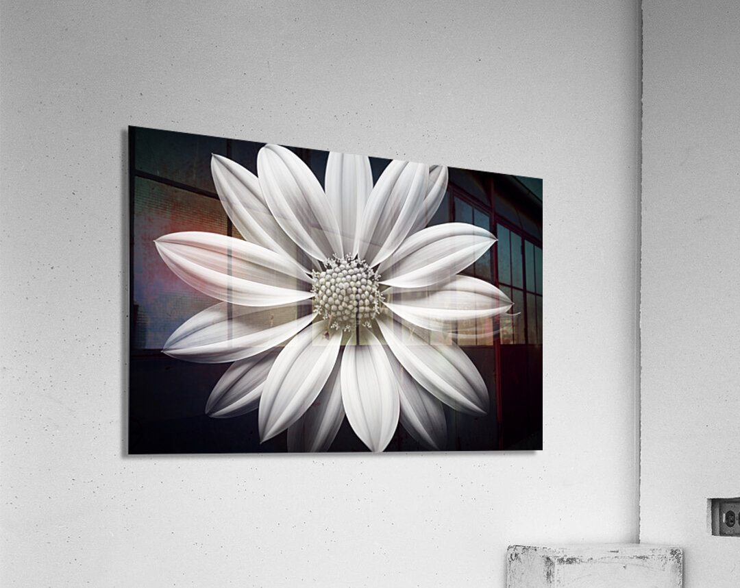 Echo in Silence – Monochrome Bloom Print Acrylic Print