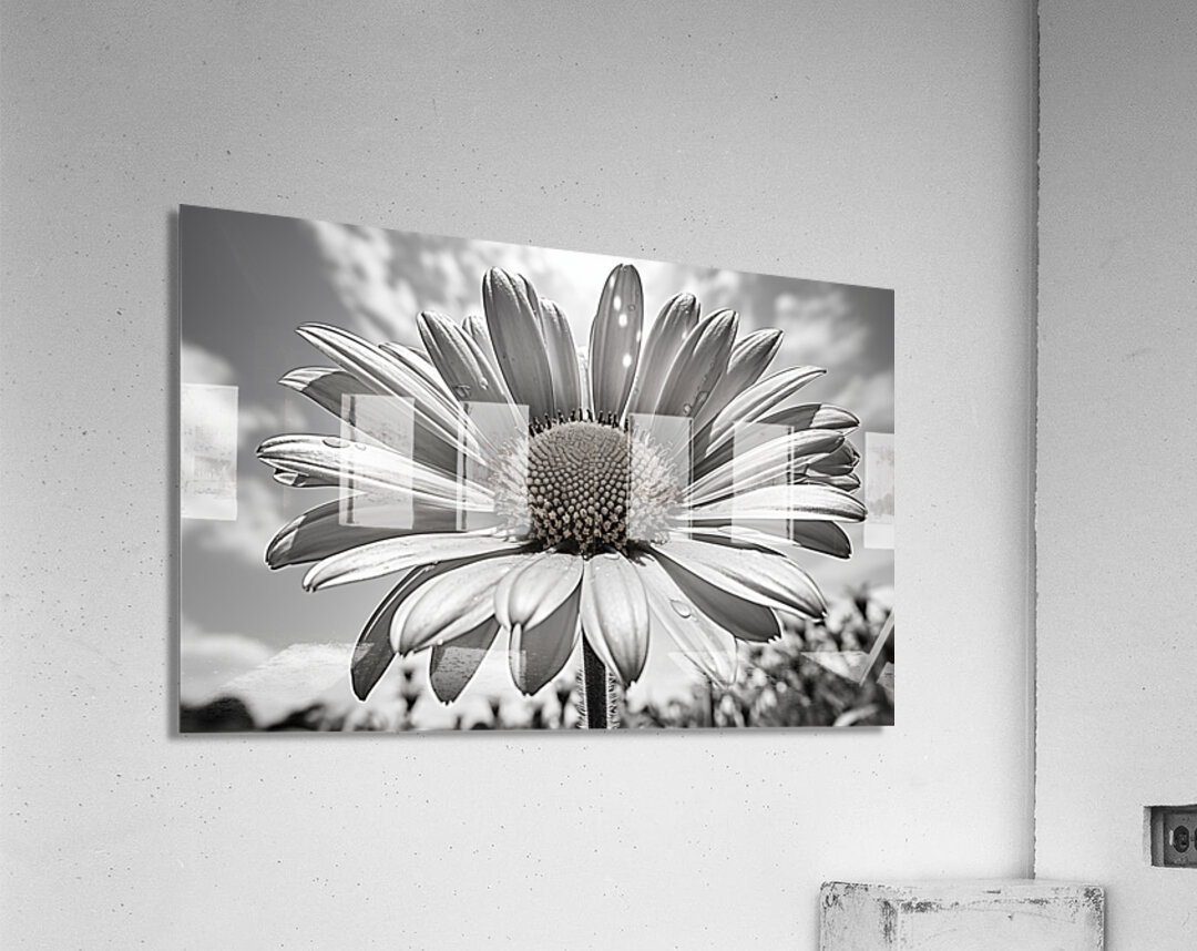 Sky Whisper – Monochrome Daisy Under Clouds Acrylic Print