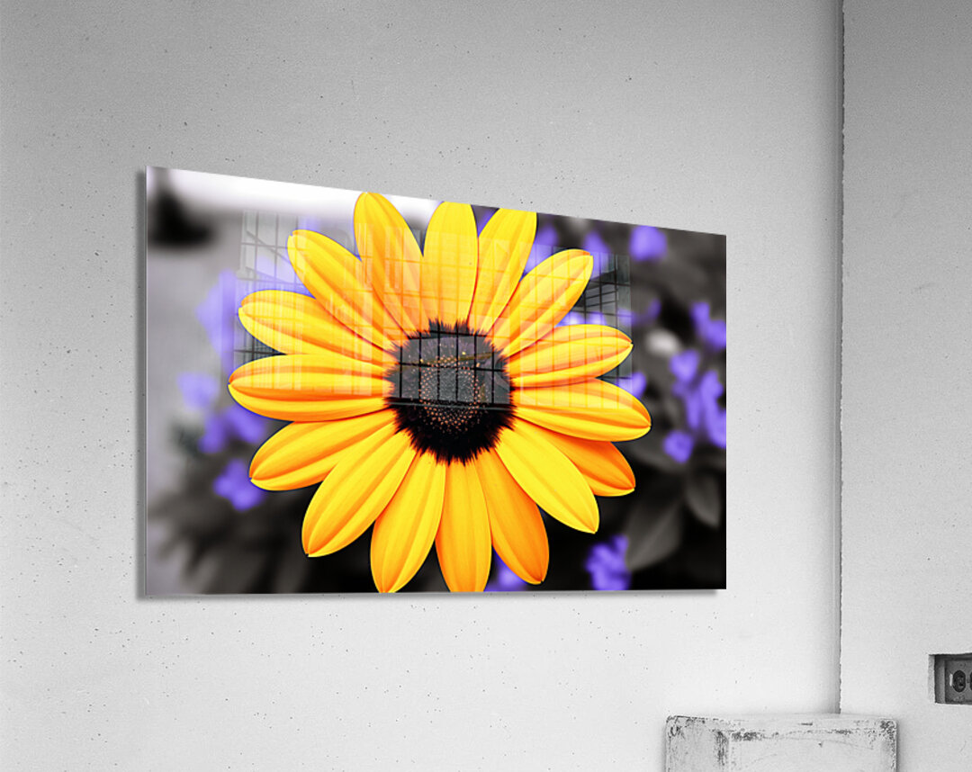 Golden Spirit – Yellow Bloom with Violet Shadows Acrylic Print