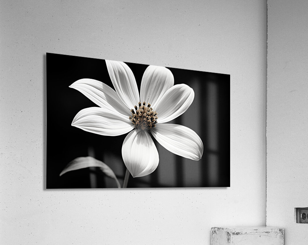 Eclipse Petal – Black and White Macro Flower Print Acrylic Print