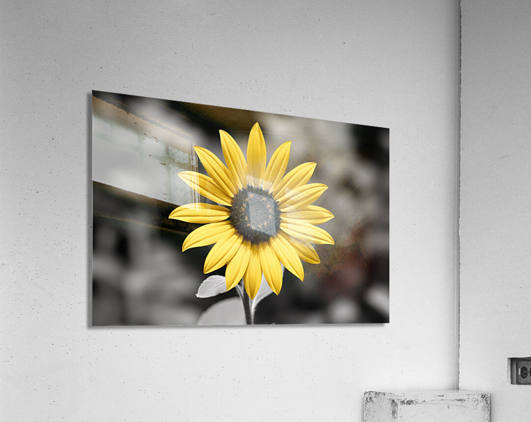 Golden Solitude – Single Yellow Daisy Print Acrylic Print