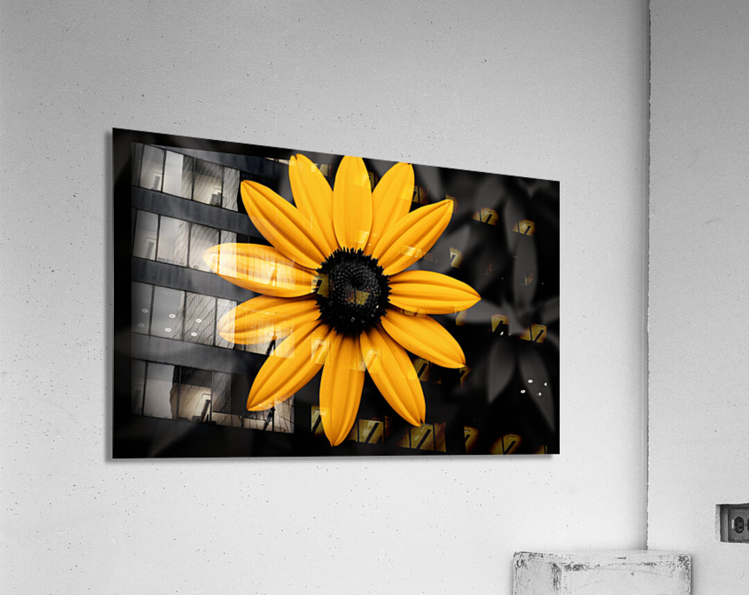 Lone Glow – Yellow Sunflower on Black Print Acrylic Print