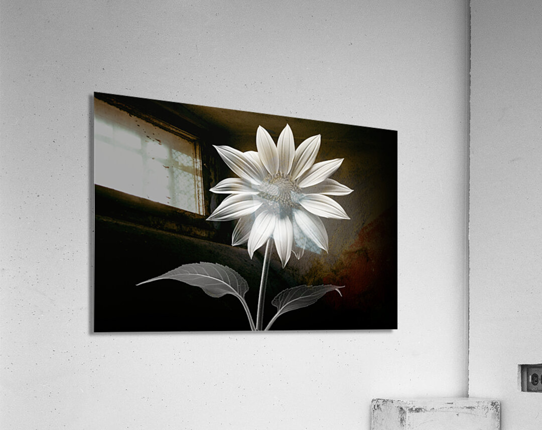 Quiet Majesty – Monochrome Sunflower Study Print Acrylic Print