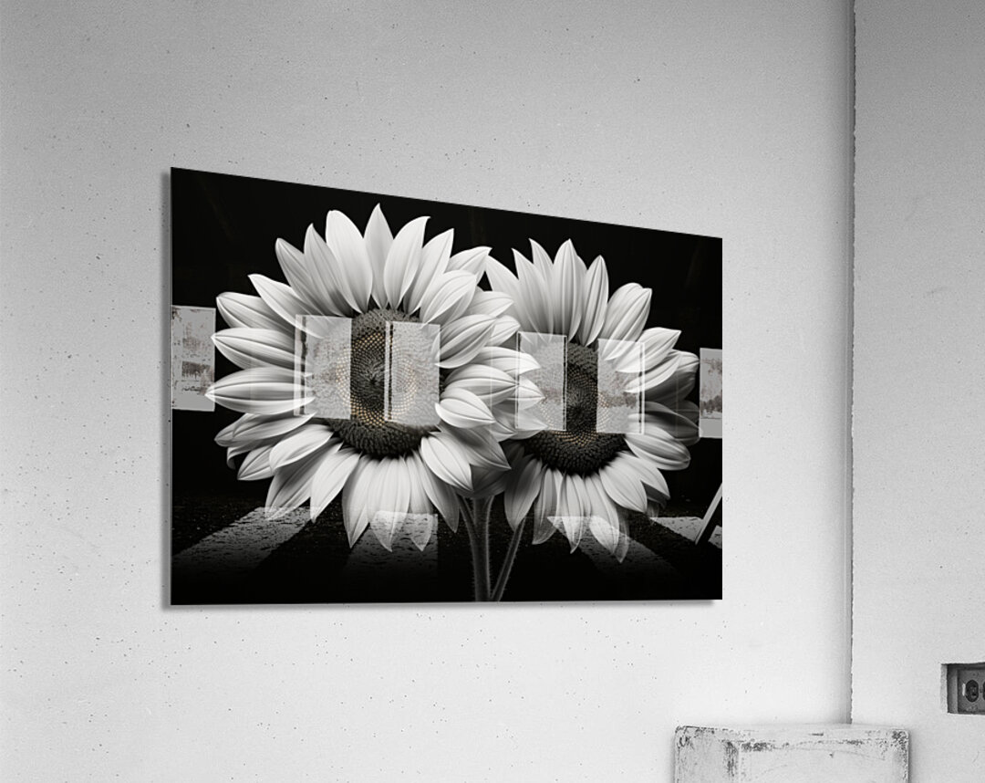 Twin Souls – Monochrome Sunflower Pair Print Acrylic Print