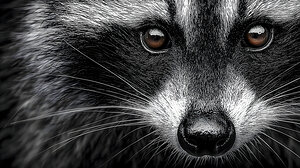 Bandit – Raccoon Portrait Art Print
