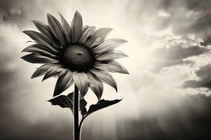 Standing Tall – Sunflower Monochrome Landscape Print