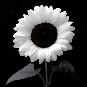 Sunflower Selfie 24 - Sunflower Portrait Art Prints