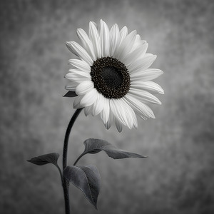 Sunflower Selfie 18 - Sunflower Portrait Art Prints