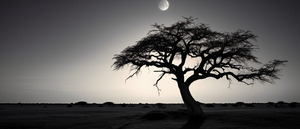 Lone Acacia – Minimalist Tree Landscape Print