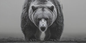 Apex Predator – Bear Portrait Art Print