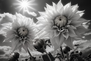Silver Petals – Black & White Daisy Art Print