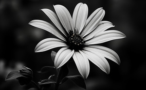 Twilight Petals – Black and White Floral Portrait