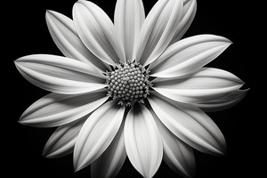 Echo in Silence – Monochrome Bloom Print