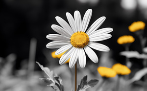 Light & Form – Black and White Daisy Print