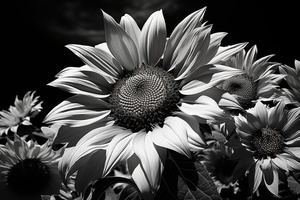 Golden Accent – Part-Color Sunflower Study Print