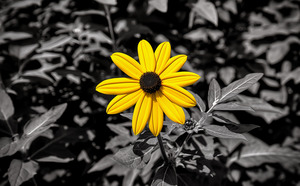 Golden Defiance – Yellow Flower in Monochrome Field Print