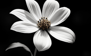 Eclipse Petal – Black and White Macro Flower Print