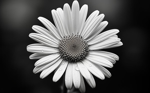 Monochrome Majesty – Sunflower in Black and White Print
