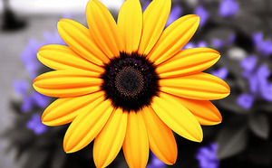 Golden Spirit – Yellow Bloom with Violet Shadows