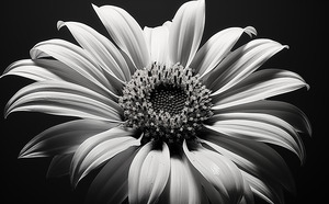 Shadow Bloom – Black and White Sunflower Portrait Print