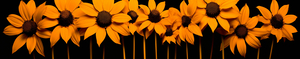 Field of Fire – Vibrant Sunflower Panorama Print