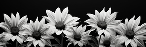 Eternal Bloom – Monochrome Sunflower Field Print