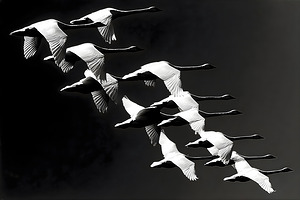 Flight Code – Geese Formation Print