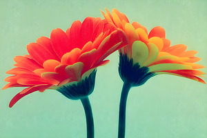 Sunlit Gerberas – Modern Botanical Art Print