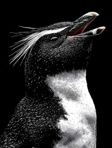Cry of the Rockhopper – Modern Wildlife Print