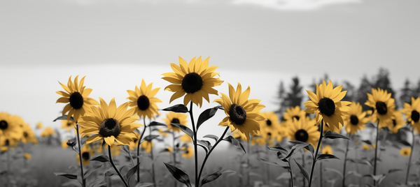 Blue Horizon Bloom – Sunflowers by the Sea Print Print