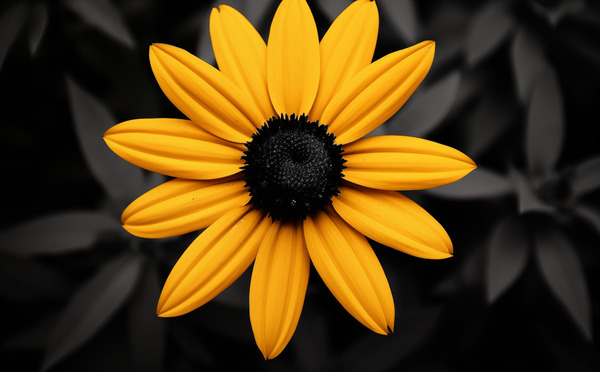Lone Glow – Yellow Sunflower on Black Print Print