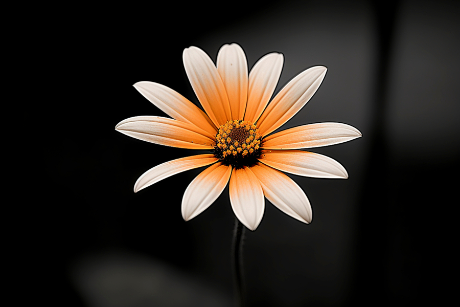 Whispers Of The Wild Daisy - Monochrome Floral Art Prints  Imprimer