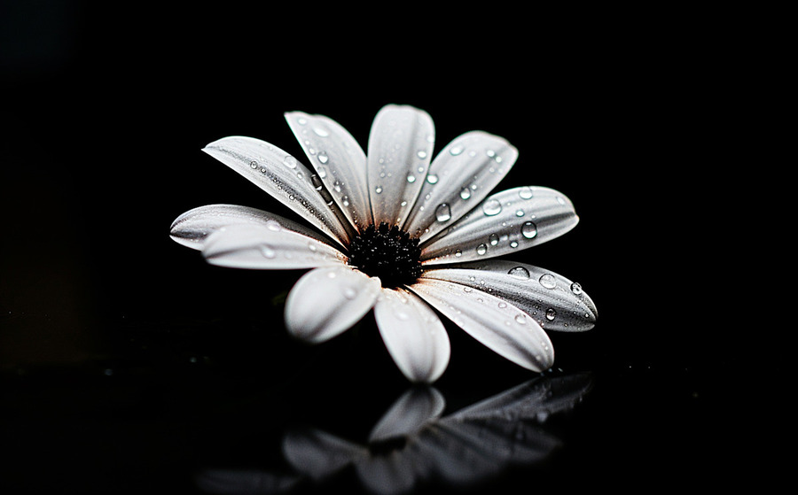 Whisper Bloom – Minimalist Daisy on Black Print  Imprimer