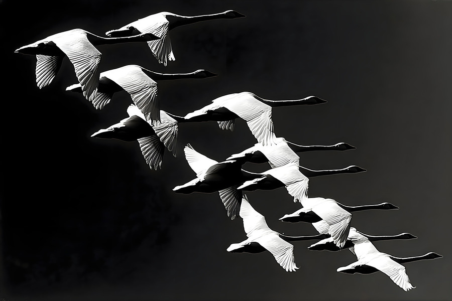 Flight Code – Geese Formation Print  Imprimer