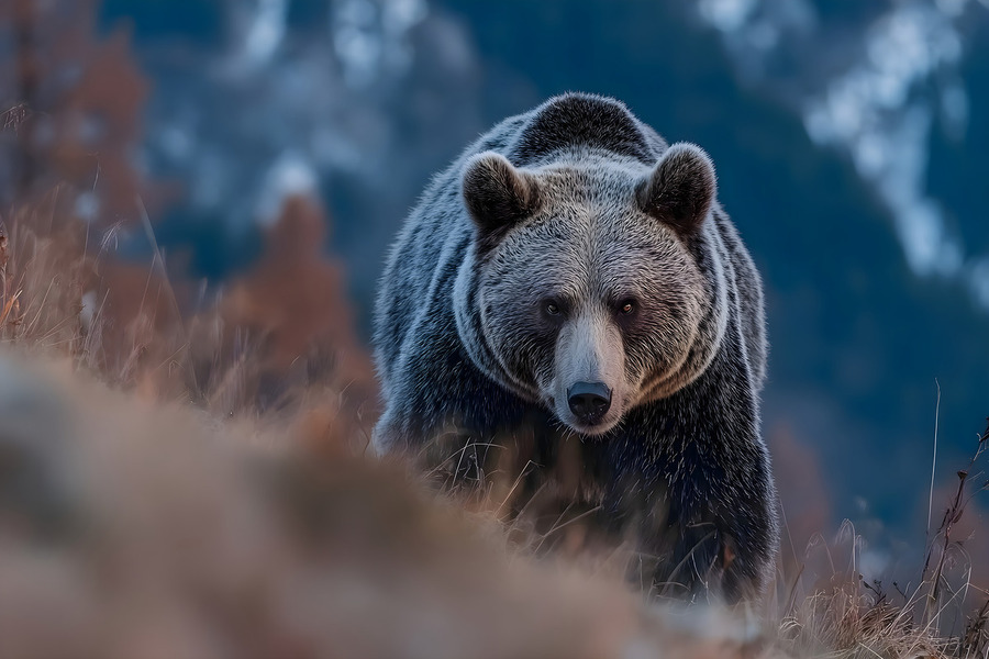 Alpine Titan – Grizzly Bear Print  Print